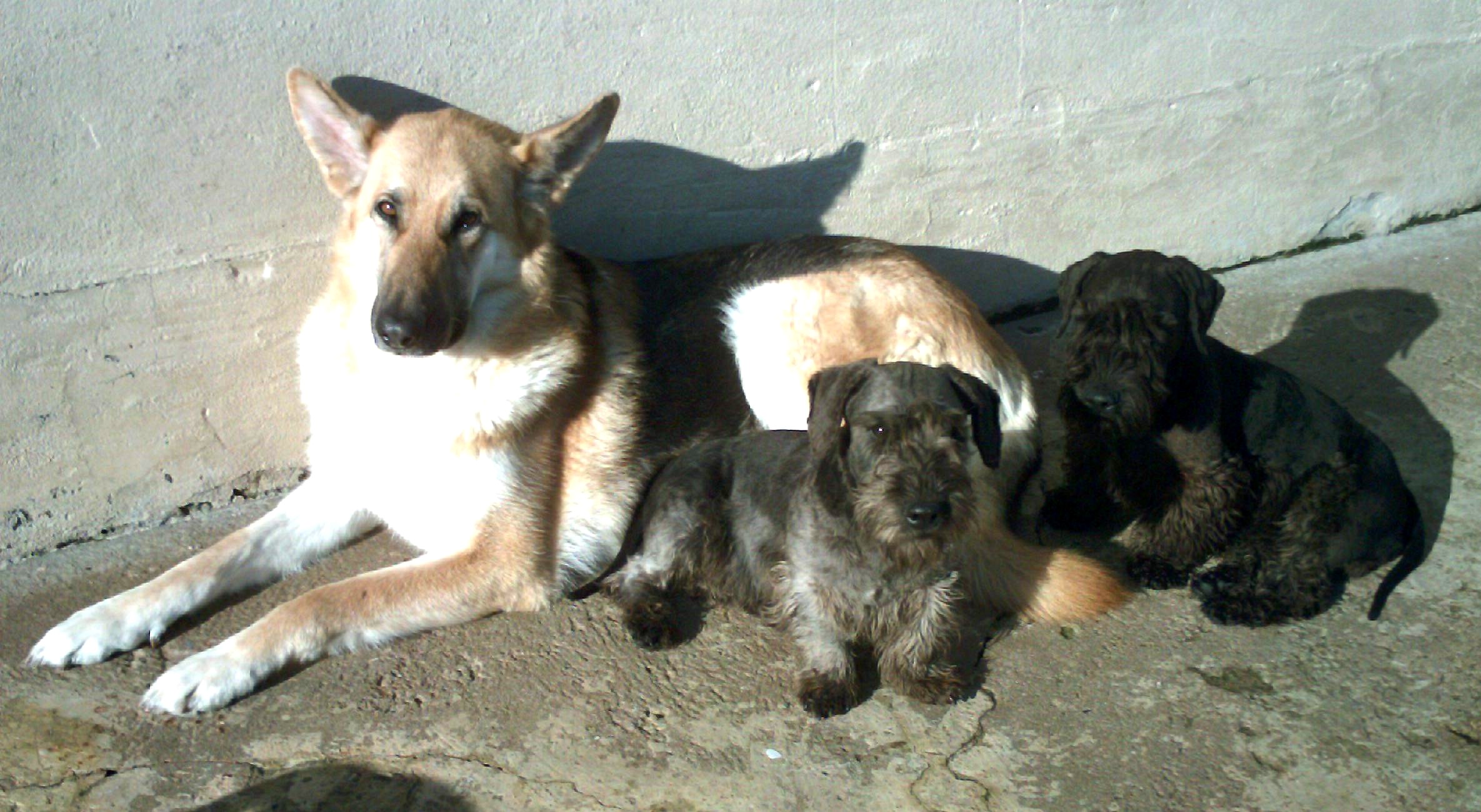 Jade guarding some Grancek puppies!